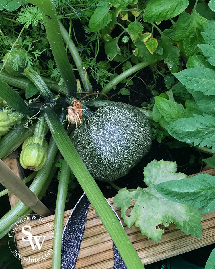 Round courgettes homegrown in London from the small vegetable patch.