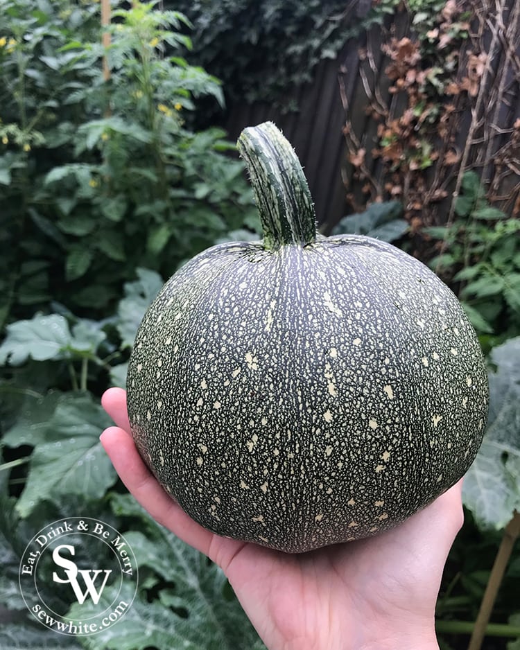 Home grown giant round courgettes