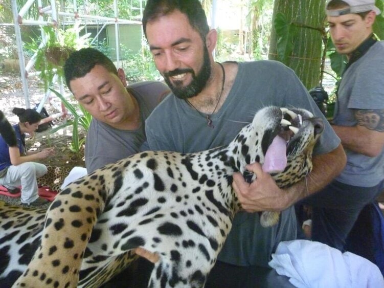 Voluntariado en Costa Rica con animales silvestres