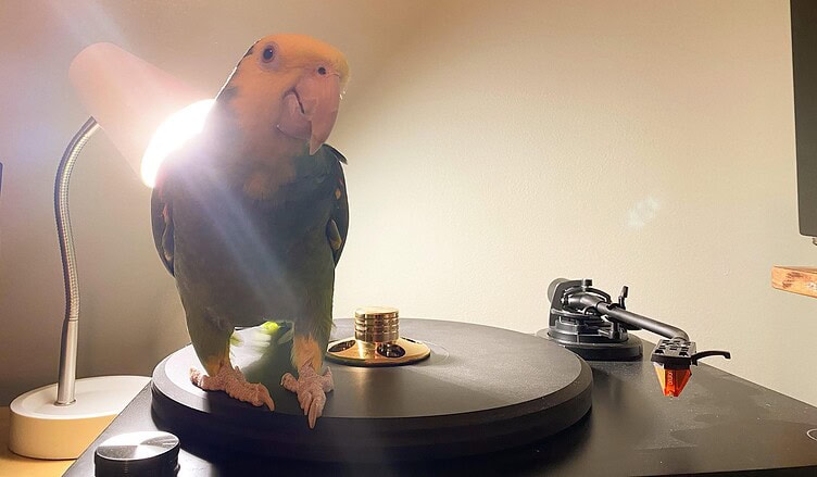 lp7 hifi chicken