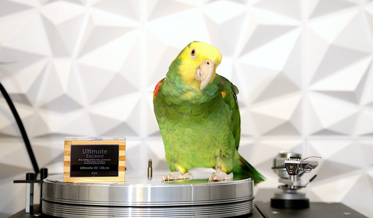 zyx ultimate exceed 100