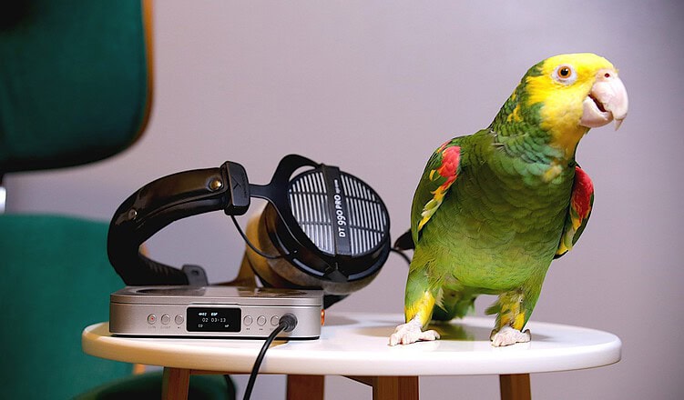 merak cd player