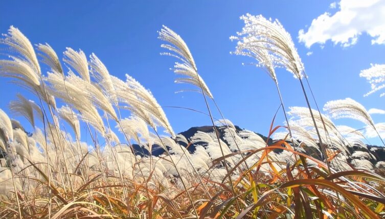 秋・イメージ写真