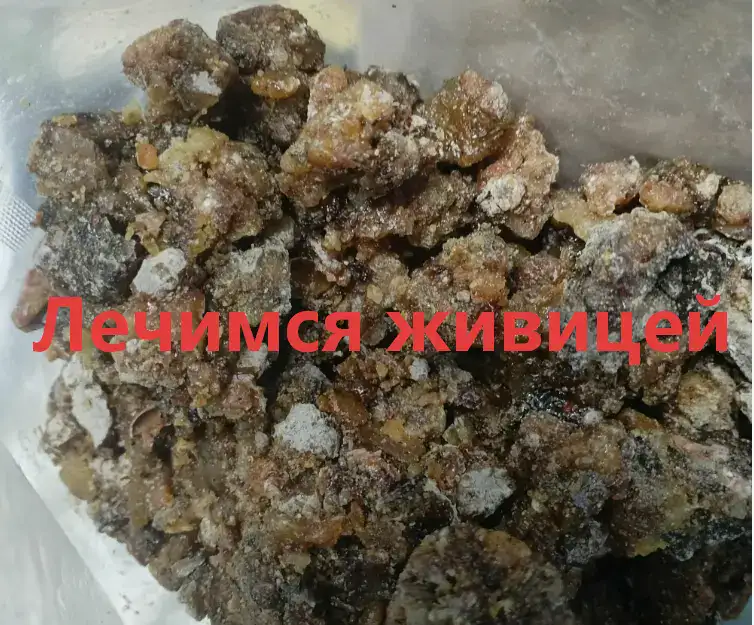 Лечимся живицей