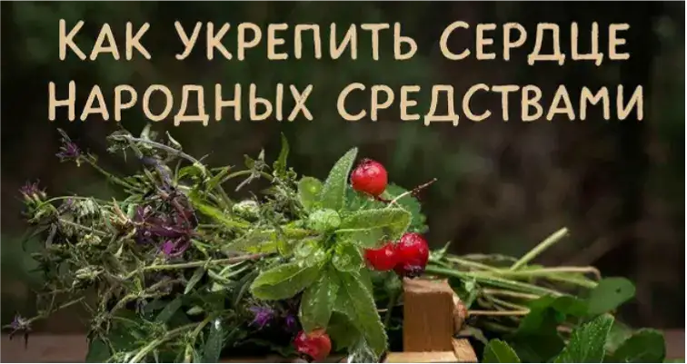 Народные средства для сердца и сосудов