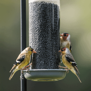 What Seeds are in Bird Seed
