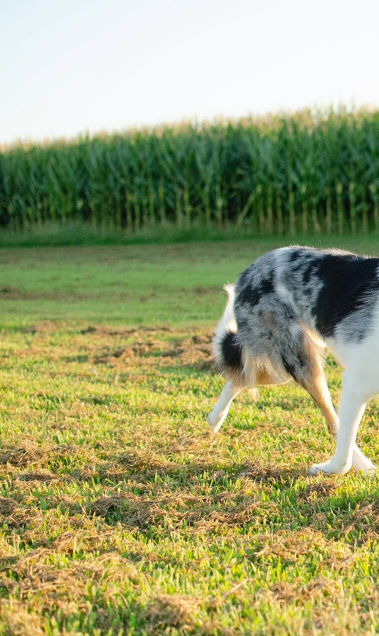 dog running with ball