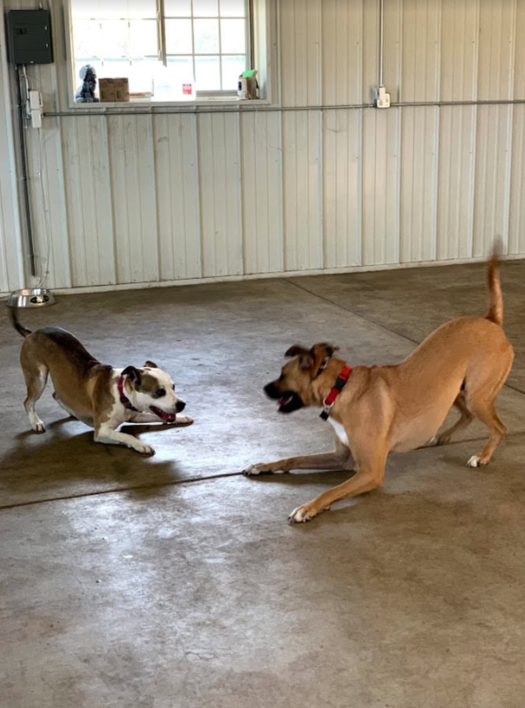 Dogs playing, dog socialization, dog day care, dog boarding. Zen Doggy Den