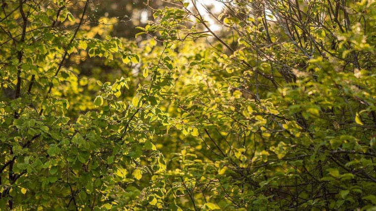 Crown Lift or Reduction