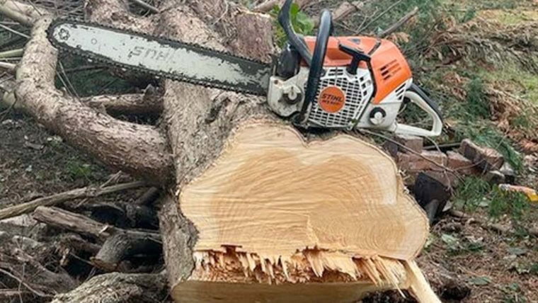 Tree Removal