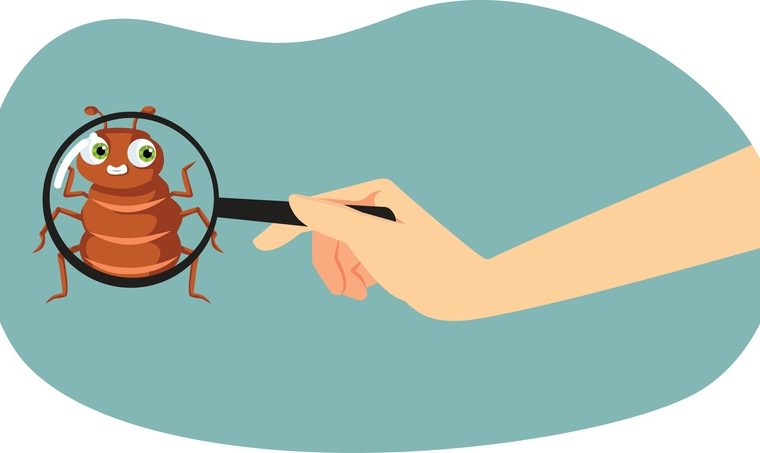 disegno di pulce sotto una lente di ingrandimento