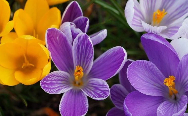Coltivare il croco tra aiuole e vasi per fiori già a fine inverno: Primo piano di crocus viola e giallo vibranti in un…