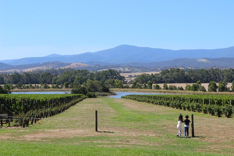 yarra valley wine tours