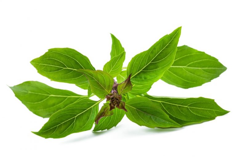 basilico artico
