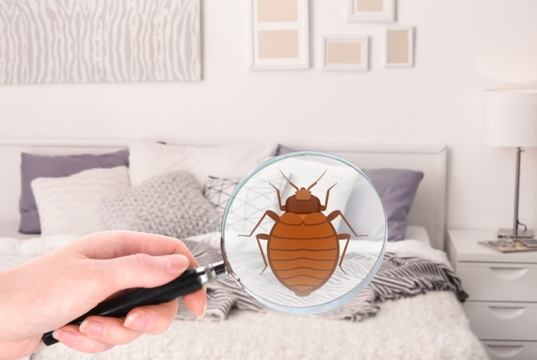 disegno cimice del letto in una lente di ingrandimento