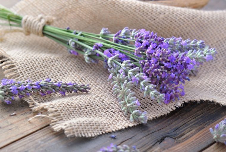 fusi di lavanda