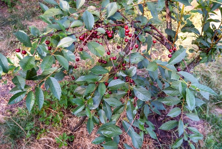 piante da frutto nane, ciliegio nano