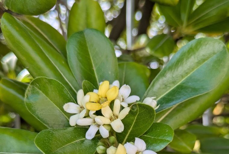 Pitosforo, foglie e fiori bianchi