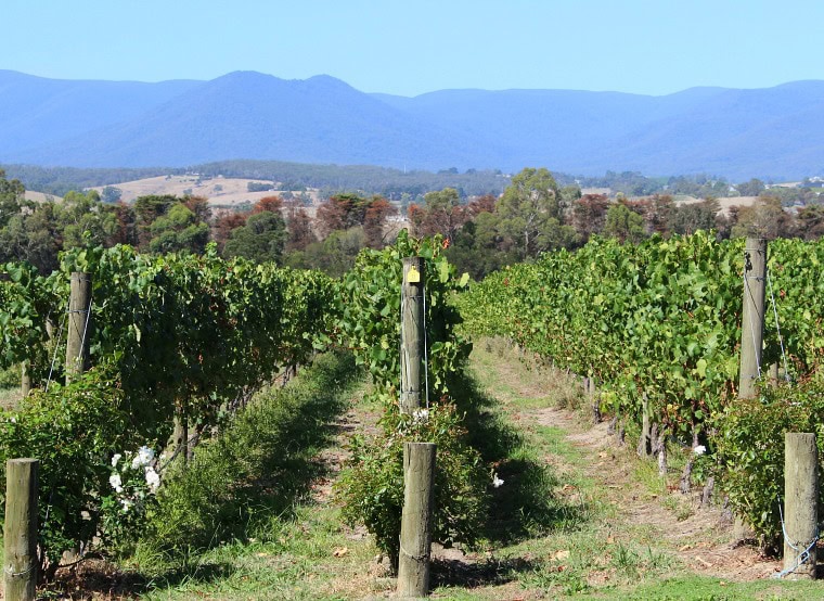 yarra valley wine tours