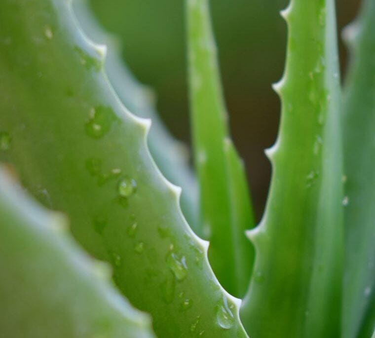 cropped aloe vera la plante aux nombreuses vertus 2 2.jpg