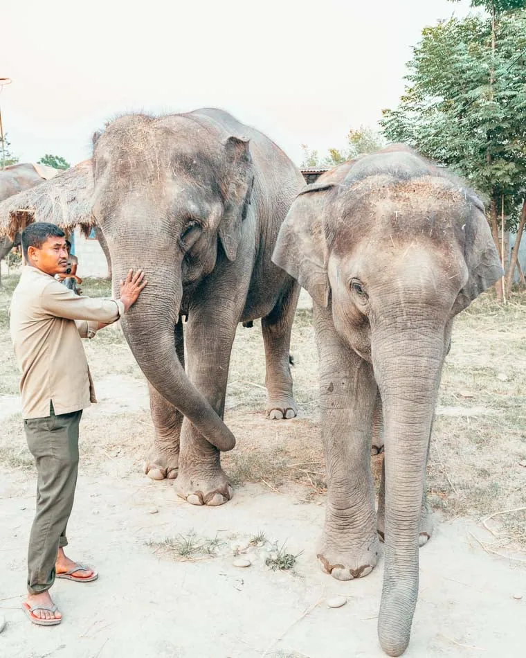 Elephants at Chitwan National Park in Nepal at Barahi Lodge