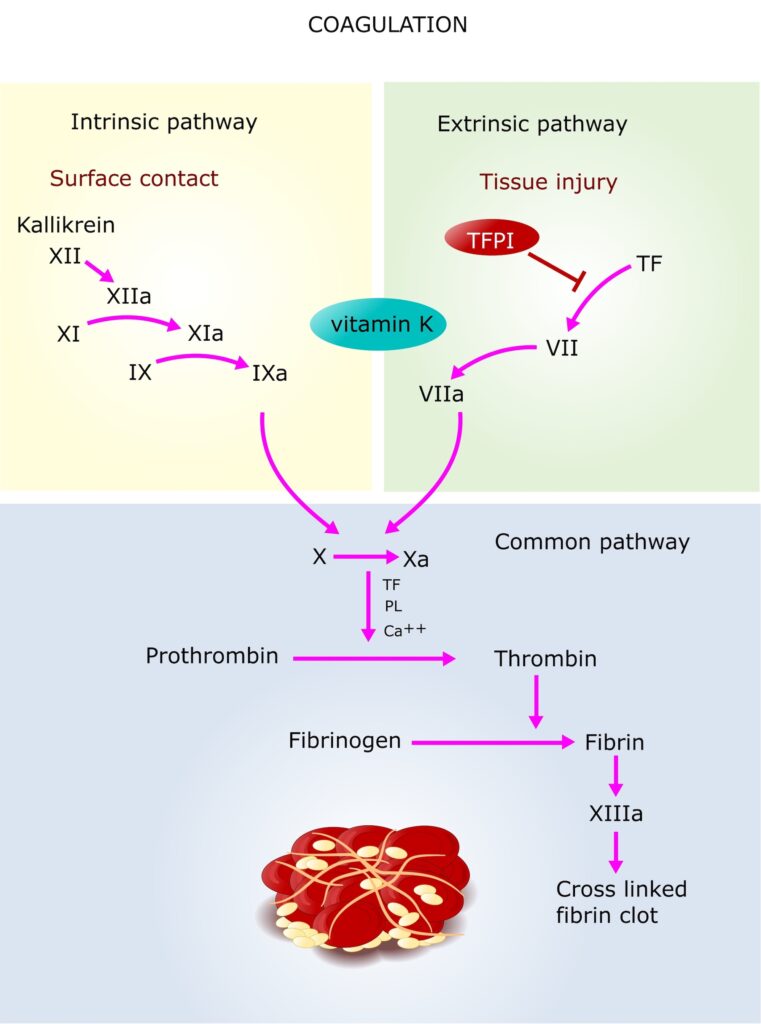 Coagulation Cascade for PRP stem Cells Tempe AZ