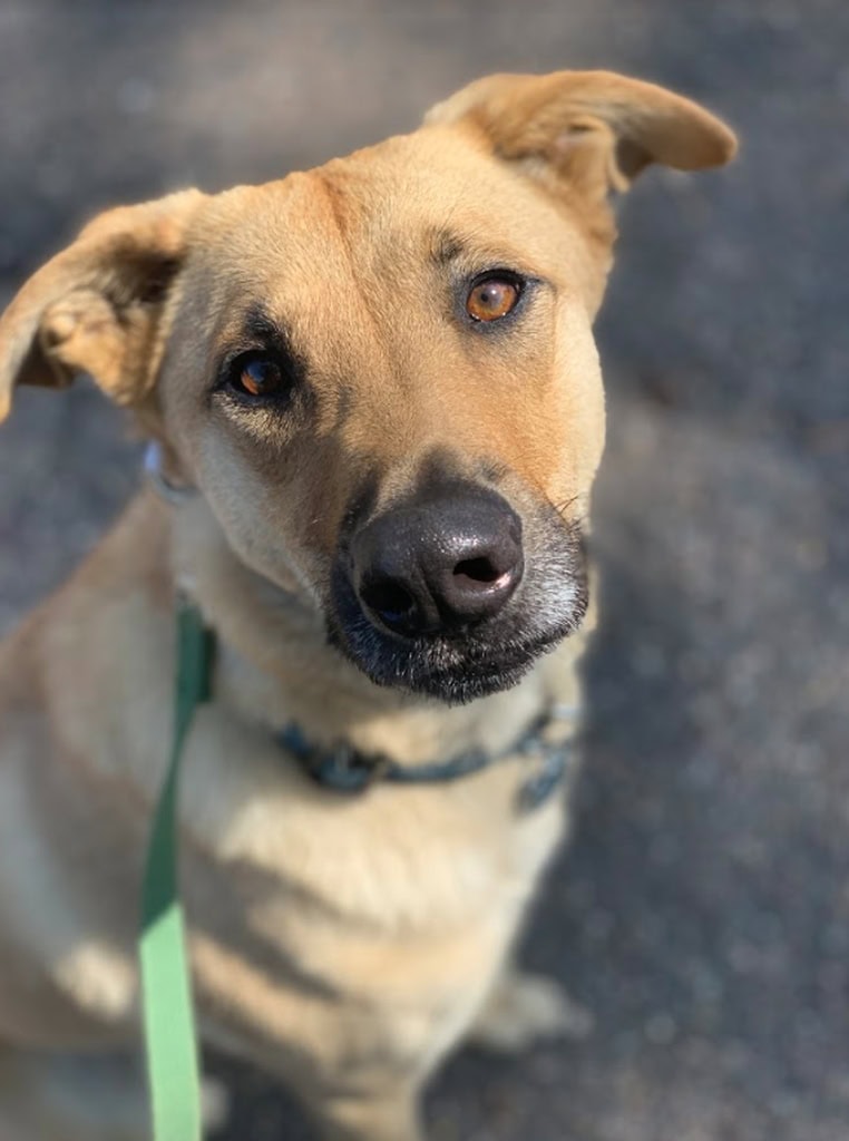 Dog on leash looking at camera. Dog boarding Zen Doggy Den