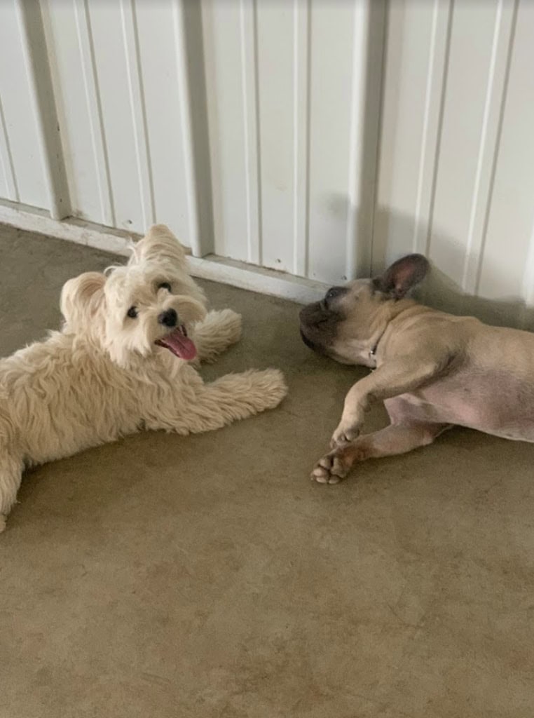 Resting dogs at dog daycare dog boarding. Zen Doggy Den.