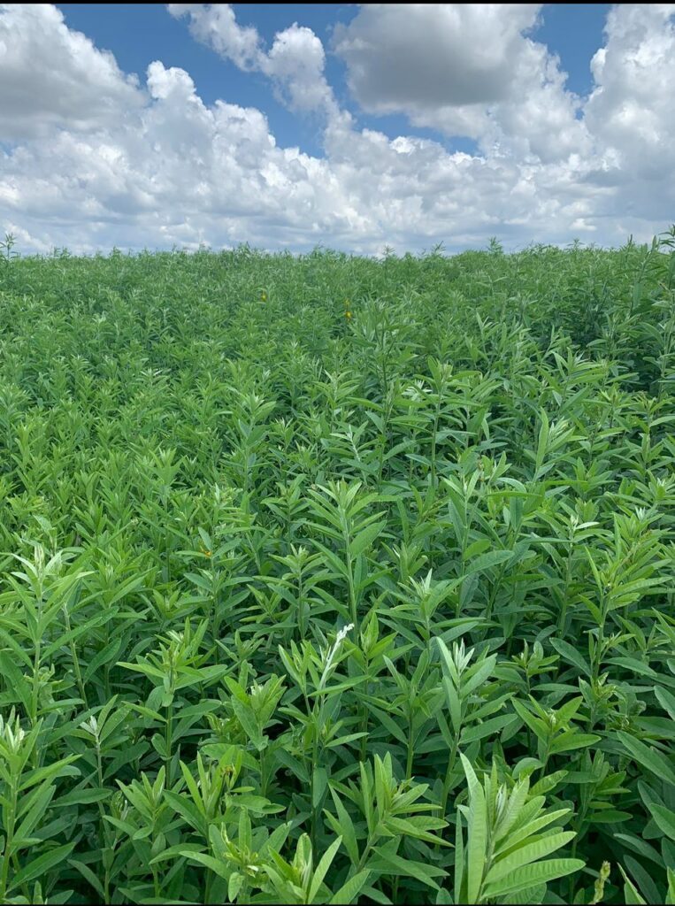 WhatsApp Image 2024-09-26 at 11.38.10