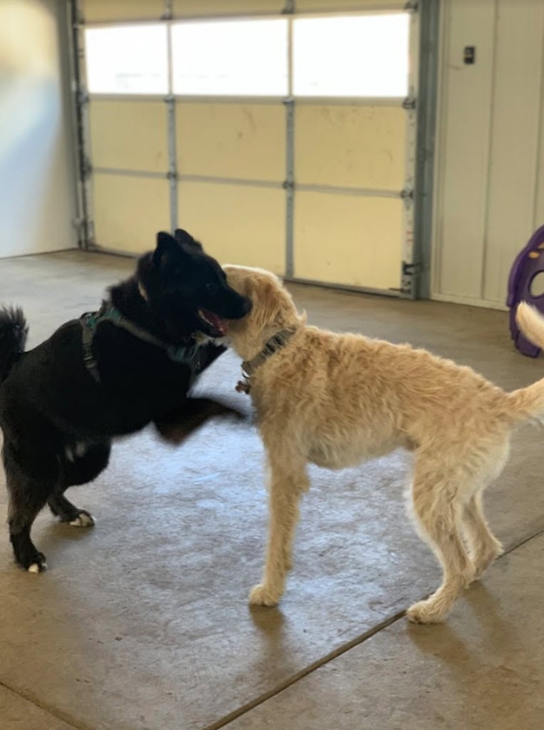 Playing dogs at dog daycare, dog boarding. Zen Doggy Den.