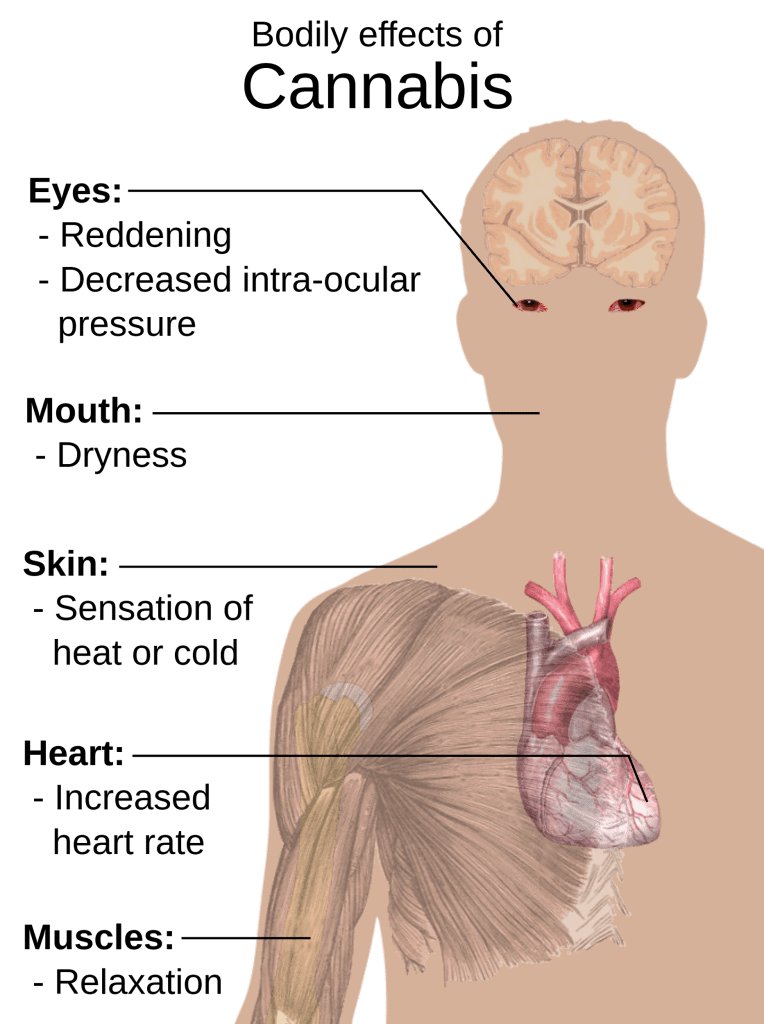 Medical effects of cannabis