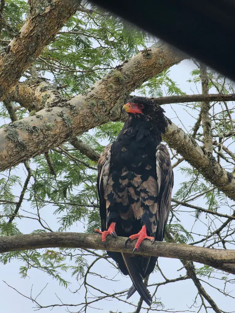 Lake Mburo