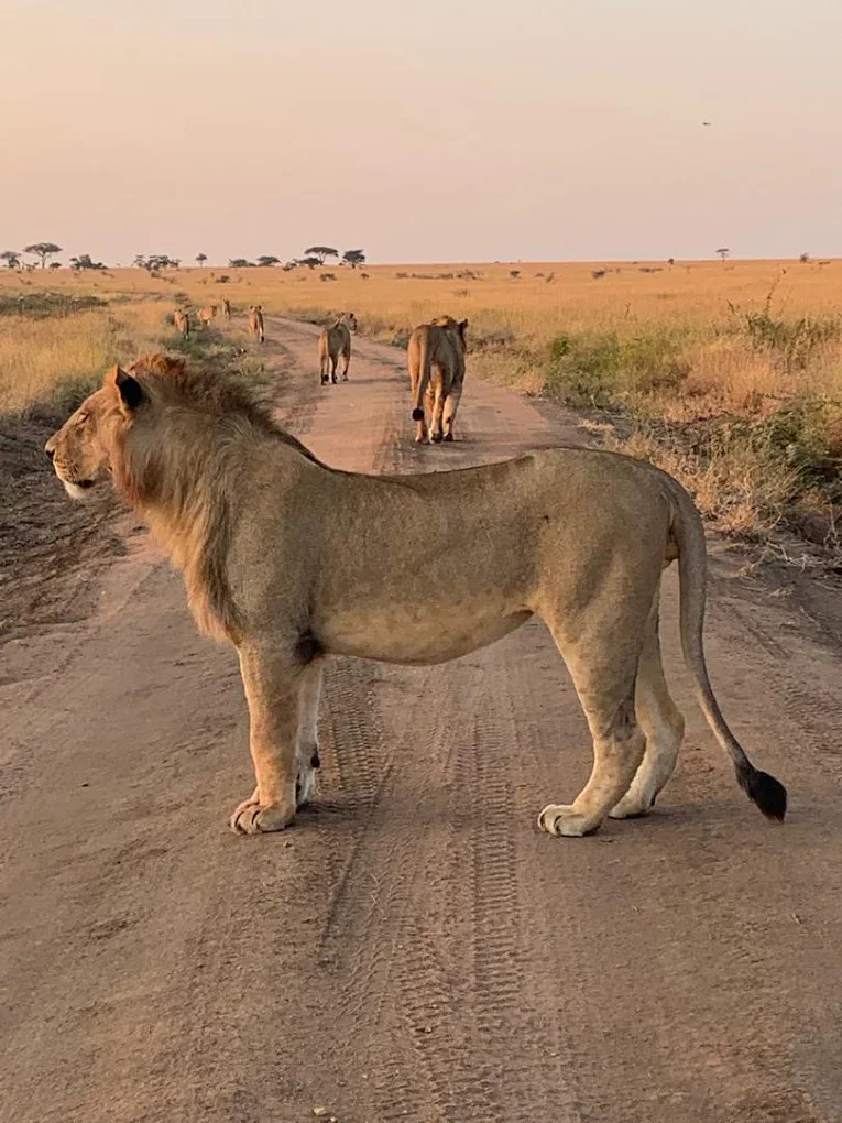 tarangire