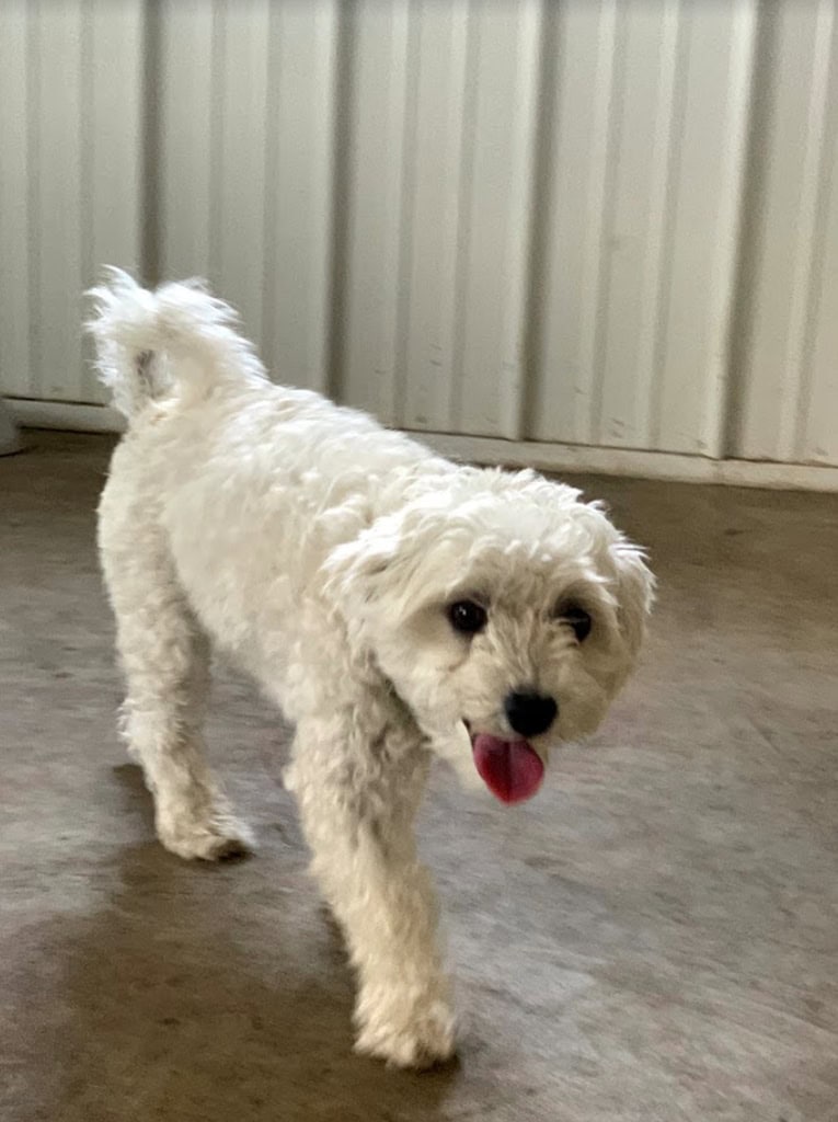 Happy dog at dog daycare. Zen Doggy Den.