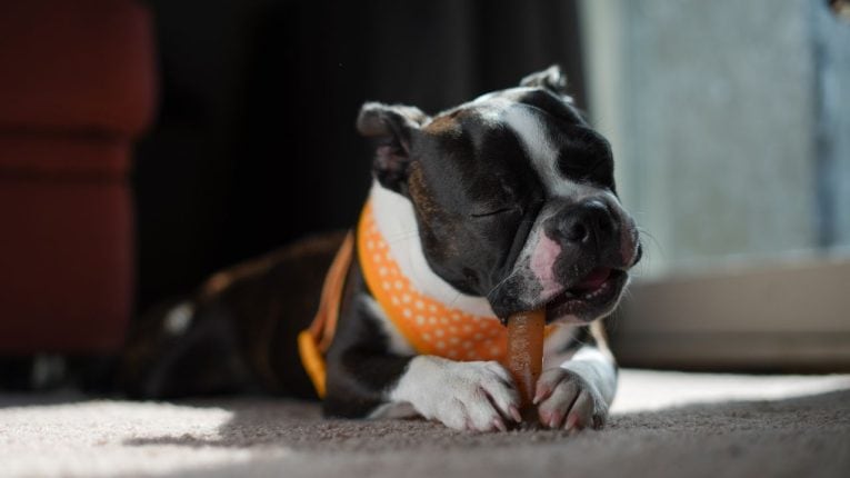 Snacks naturales para perros: guía completa por tipos