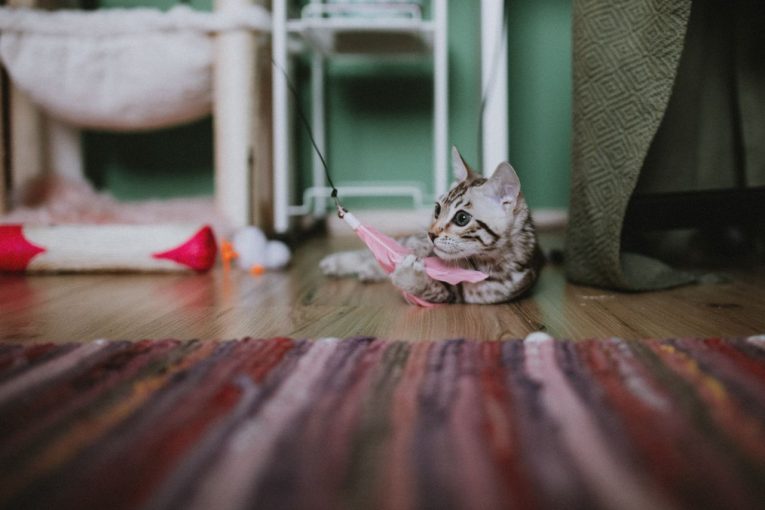 Enriquecimiento para gatos: juego, rascadores y mucho más