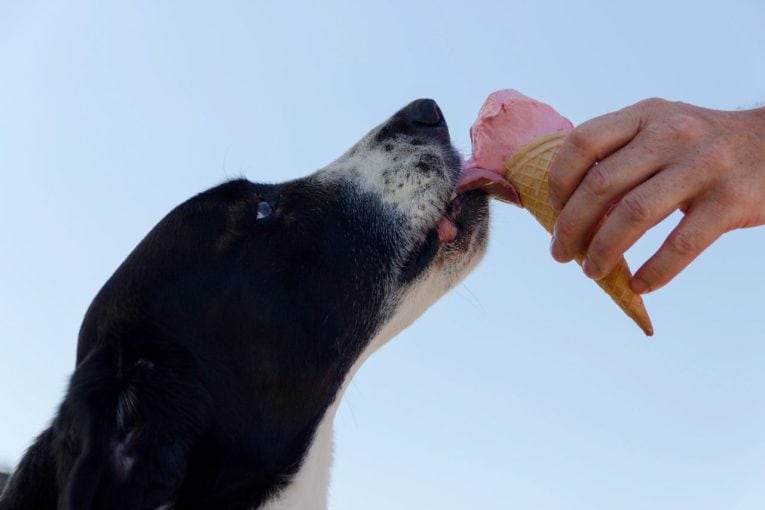 Perro lamiendo un helado en verano