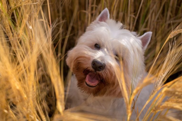 Perro entre espigas en un campo seco y soleado