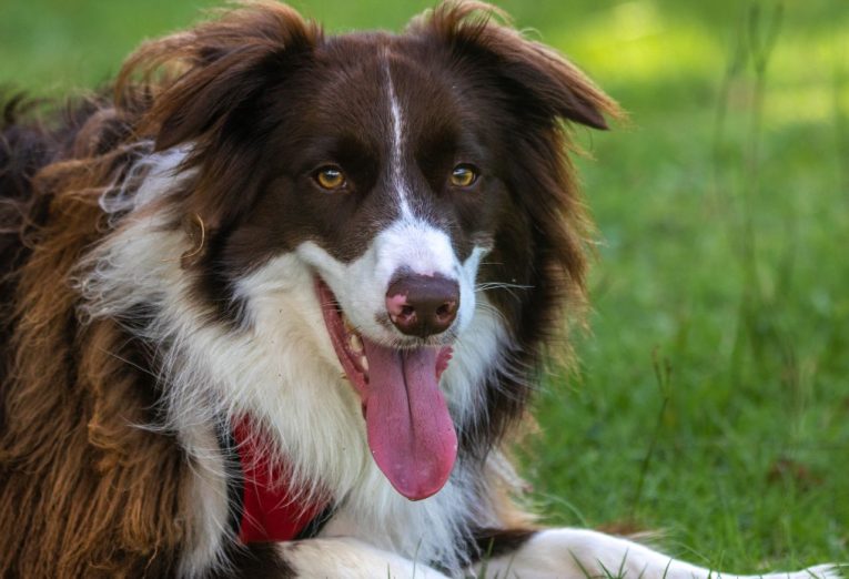 Perro jadeando por el calor en un día soleado de verano