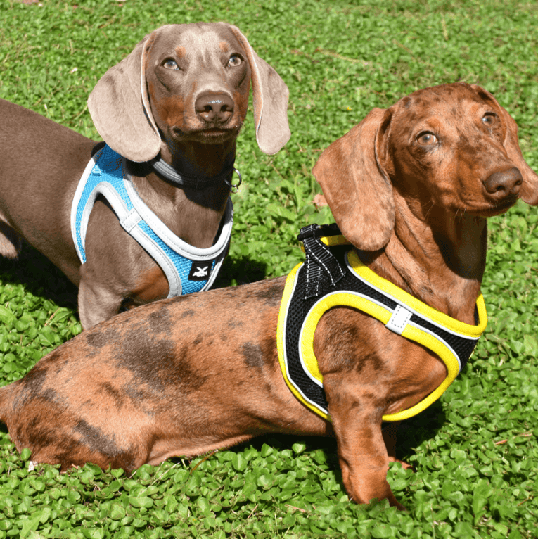 Arn&eacute;s X-TRM Neo para Perros Negro y Amarillo para perro, detalle