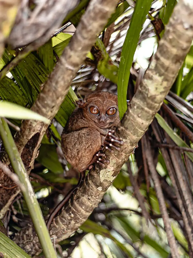 A picture of a Tarsier clinging to a tree in Bohol, Philippines.