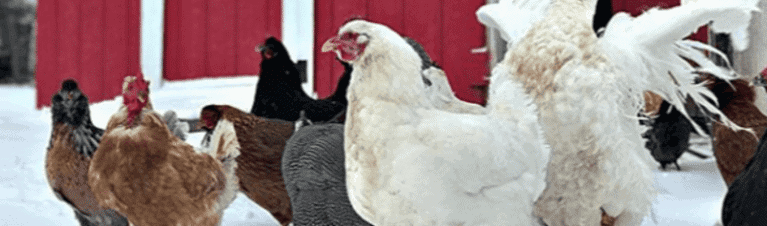 How to Protect Birds from Frostbite