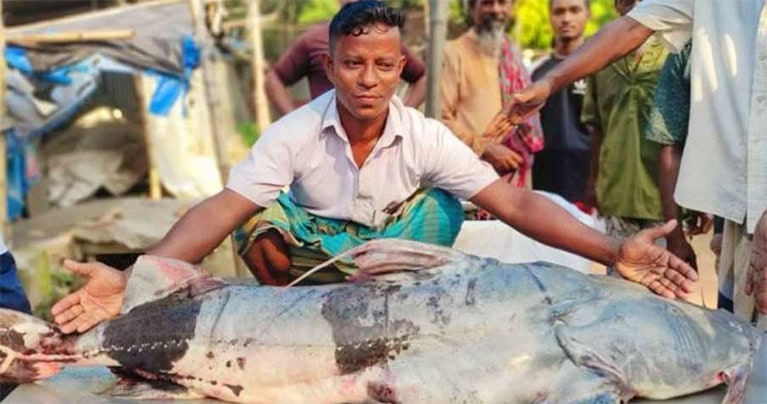সিরাজগঞ্জে ৩৯ কেজি ওজনের বাঘাইড় মাছ ধরা পড়লো জেলে দের জালে