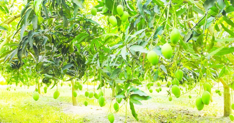 ২২মে থেকে বাজারে আসবে নওগাঁর সুমিষ্ট-সুস্বাদু আম