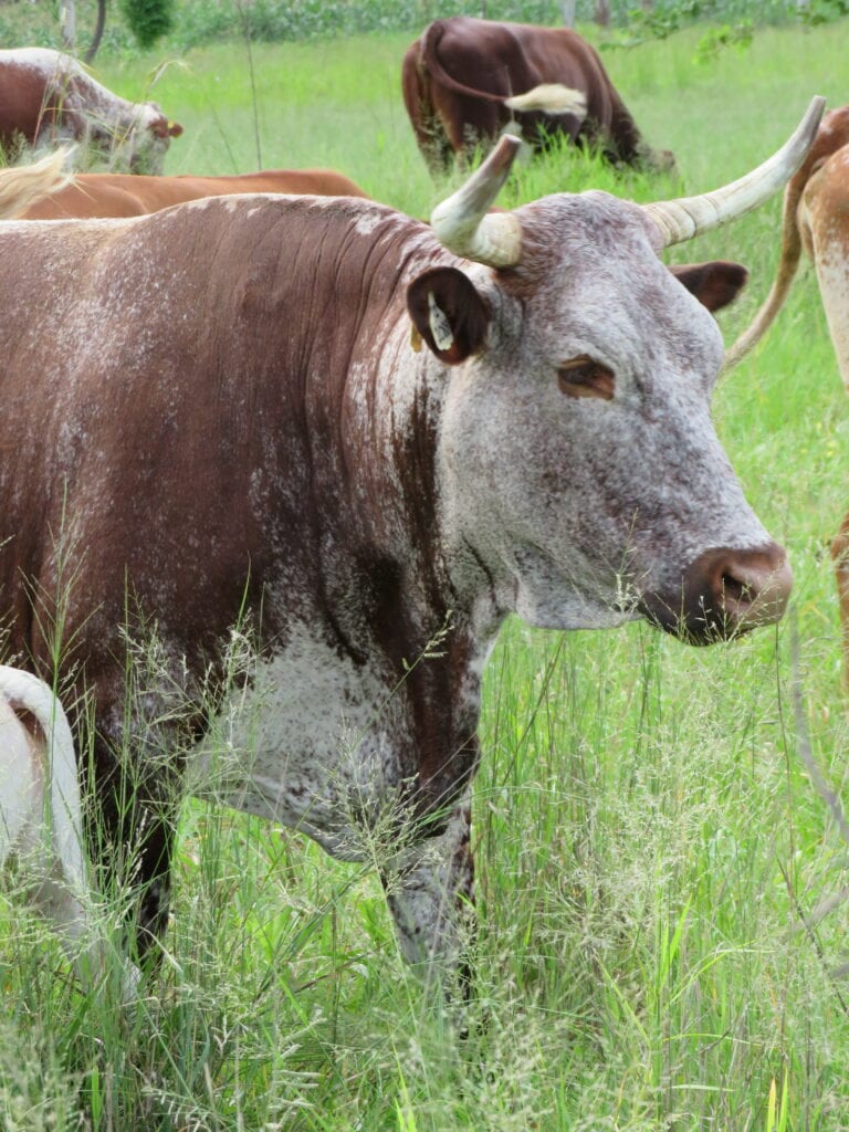 A Nkone cow in superb condition