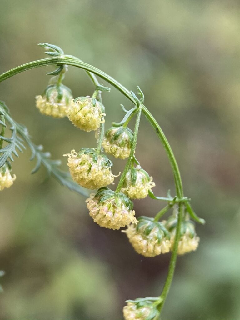 Artemisia-annua-Pflanze mit feinem Laub im Freiland