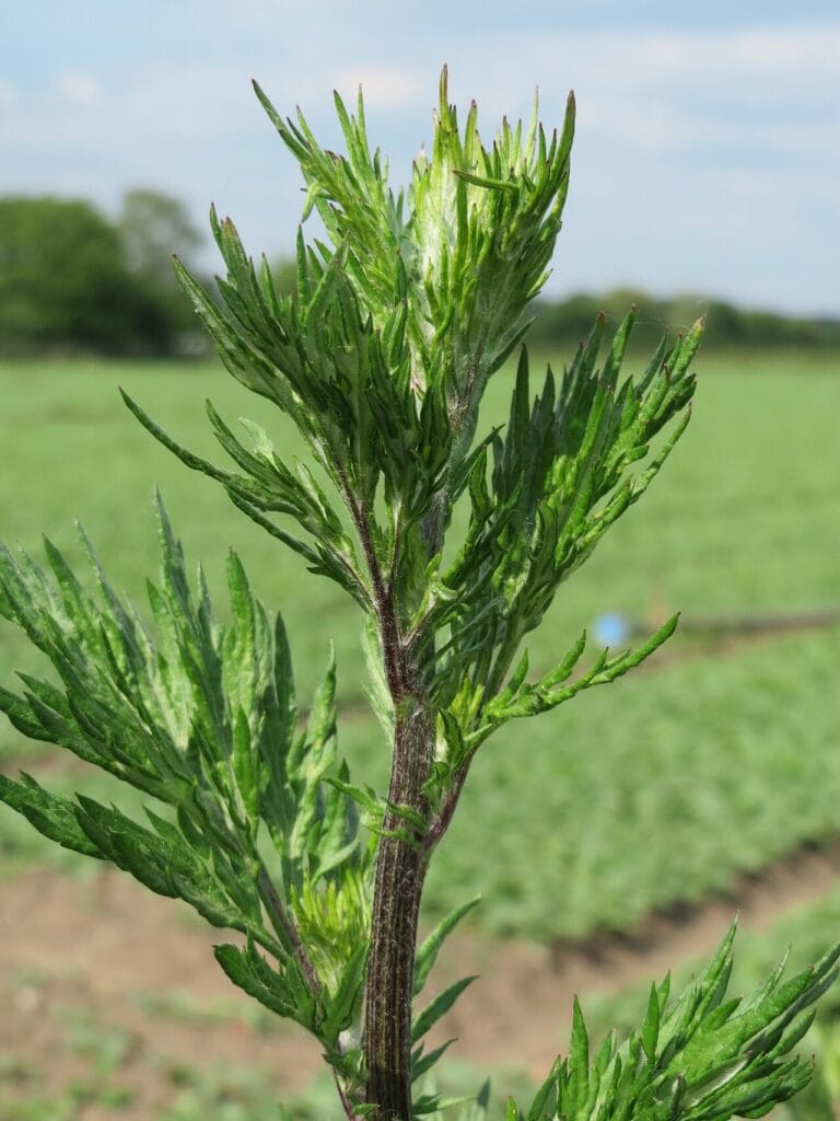 Aufrechter Trieb des Gewöhnlichen Beifußes (Artemisia vulgaris) mit grob gelappten Blättern am Feldrand
