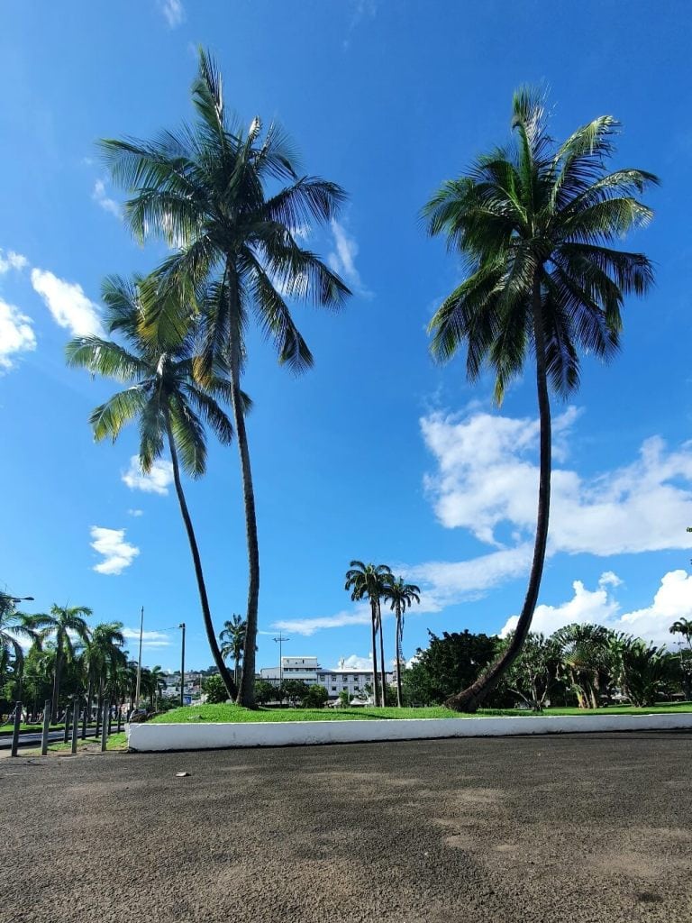 Palmen in Fort-de-France