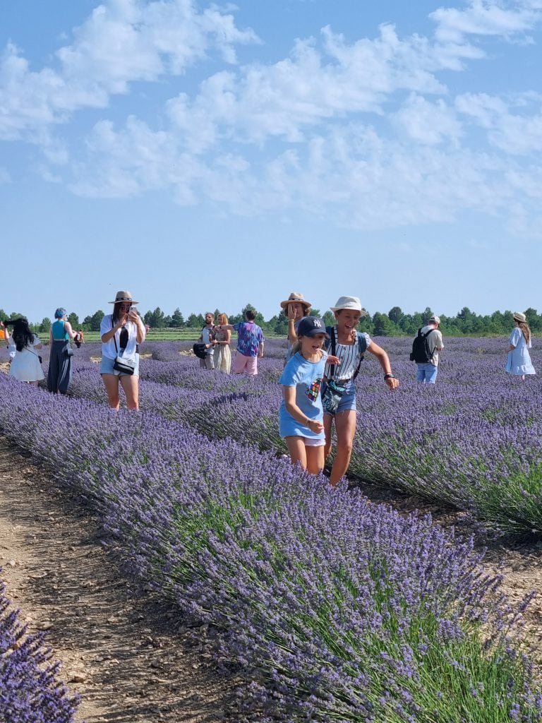 visita guiada campos de lavanda en flor
