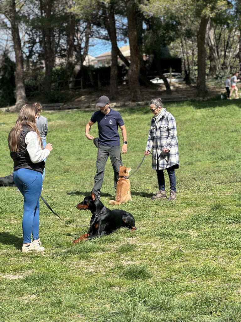 Cours d’éducation canine à Aix-en-Provence avec Training Dog